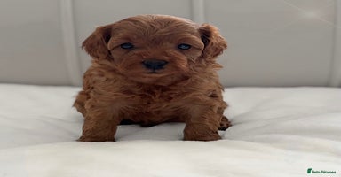 Cavapoo dogs - Advert 10