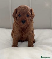 Cavapoo dogs - Advert 9