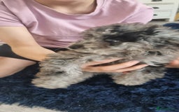 Labradoodle dogs for sale: Labradoodle puppy READY TO LEAVE - Image 10