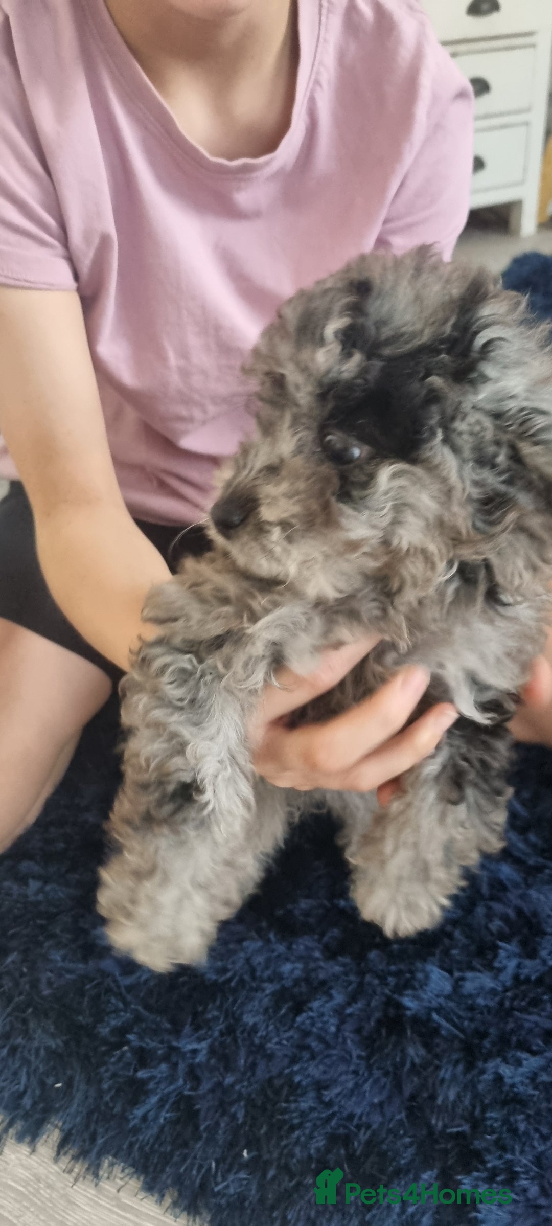 Labradoodle dogs for sale: Labradoodle puppy READY TO LEAVE - Image 10