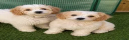 Cavachon dogs for sale: 💕 READY NOW VACCINATED  - Advert 1