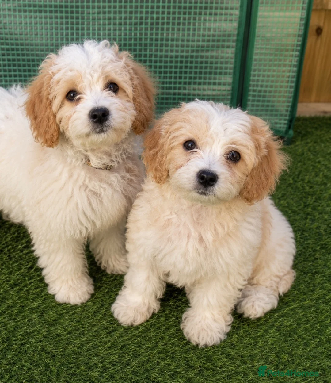 Cavachon dogs for sale: 💕 READY NOW VACCINATED  - Advert 1