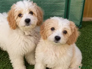 Cavachon dogs 💕 LAST TWO GIRLS REMAIN - Advert 18