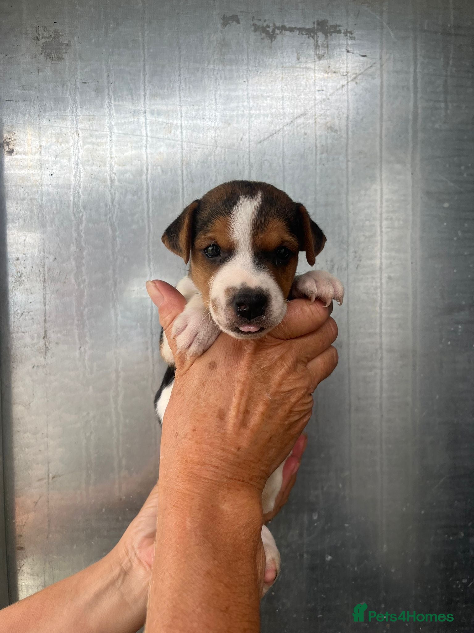 Parson Russell dogs Working Parsons Russell pups!  - Advert 4