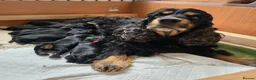 Cocker Spaniel dogs for sale: Pure show line Cocker Spaniel in Manchester - Advert 5
