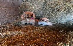 American Cocker Spaniel dogs for sale: American cocker spaniel puppies  - Image 5