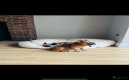 Mixed Breed dogs for sale: Re homing due to work change in circumstances.  - Image 5
