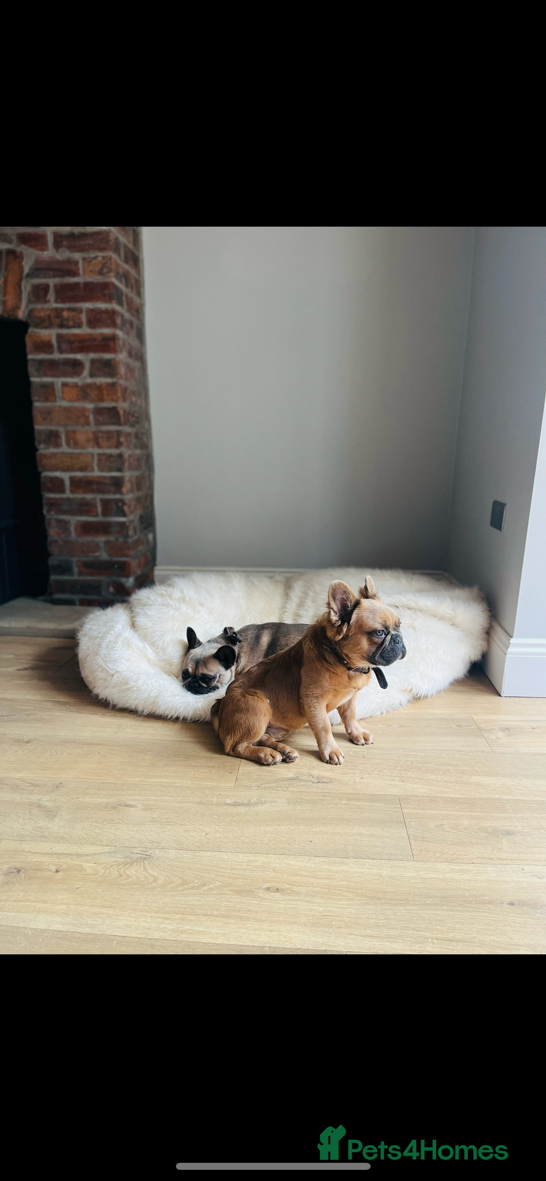 Mixed Breed dogs for sale: Re homing due to work change in circumstances.  - Image 5