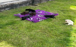 Springador dogs for sale: Springador Puppies - Image 8