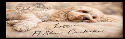 Cockapoo dogs for sale: Stunning health tested F1b Cockapoo puppies - Advert 6