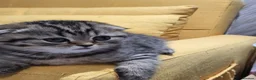 Scottish Fold cats for sale: Adorable Scottish fold kittens for sale🐾 - Advert 11