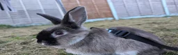 Rex rabbits for sale: Cage included /female baby rabbit bunny 4m - Advert 4