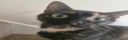 Mixed Breed cats for sale: Playful Kittens - Advert 2