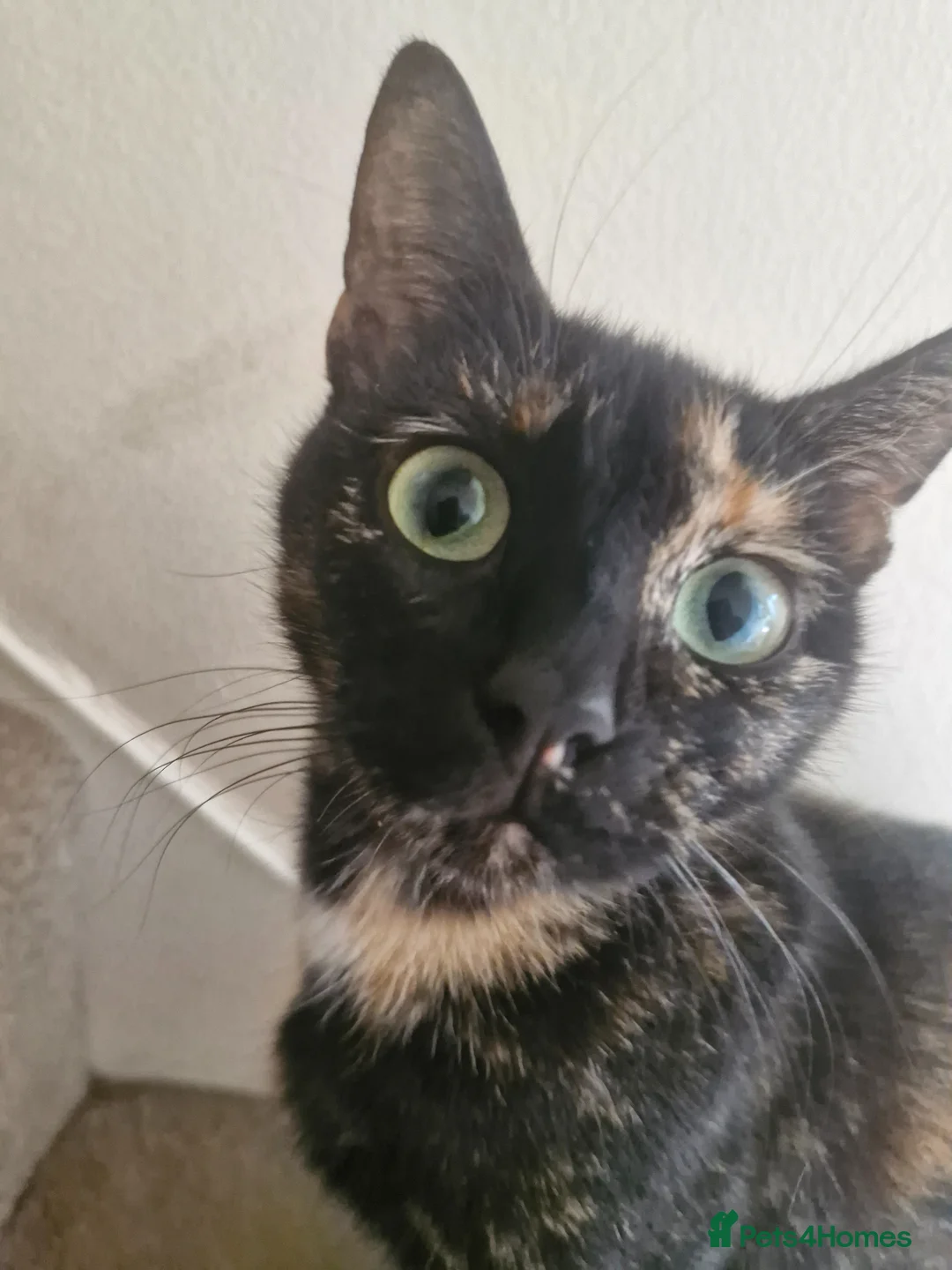 Mixed Breed cats for sale: Playful Kittens - Advert 2