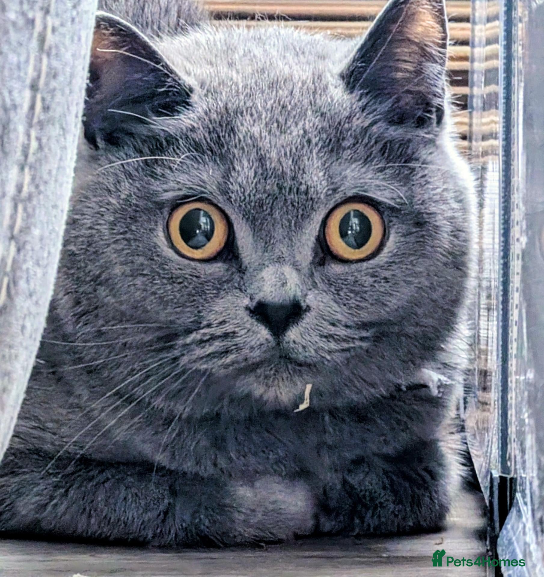 British Shorthair cats British shorthair female  - Advert 4