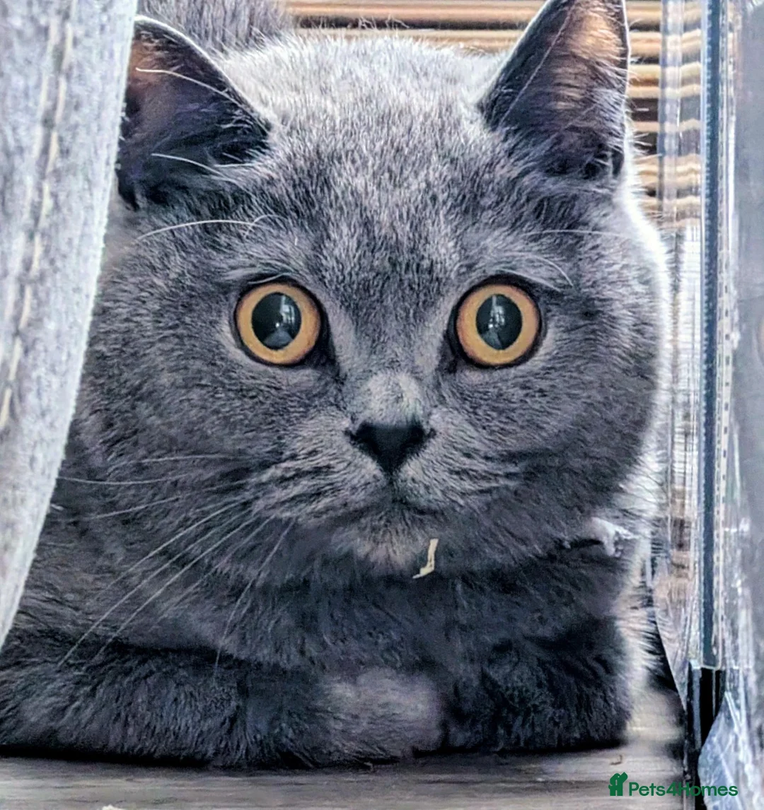 British Shorthair cats for sale: British shorthair female  - Advert 1