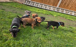 Mixed Breed dogs for sale: Dobermann cross puppies  - Image 3