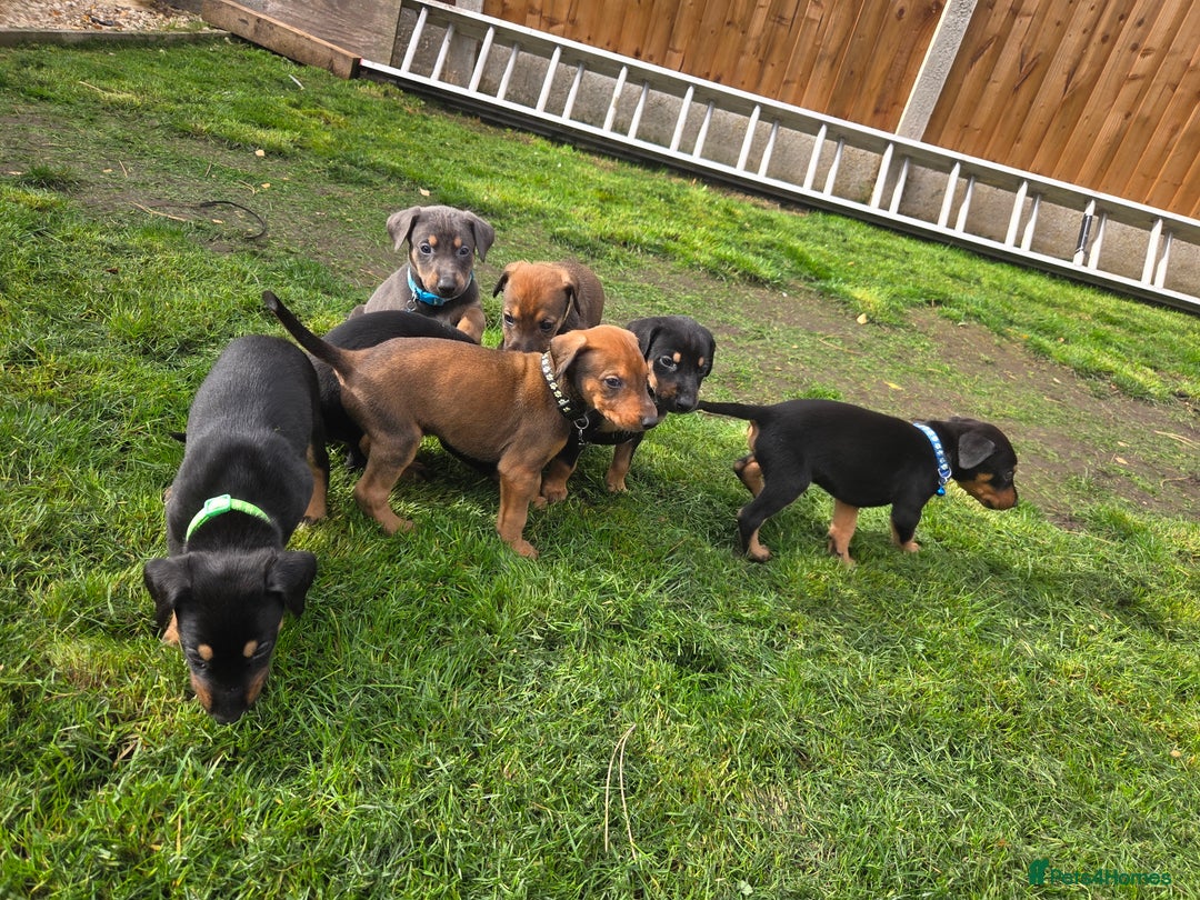 Mixed Breed dogs for sale: Dobermann cross puppies  - Image 3