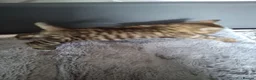 Mixed Breed cats for sale: 3 cutest females mixed bengal tabby kittens v - Advert 7