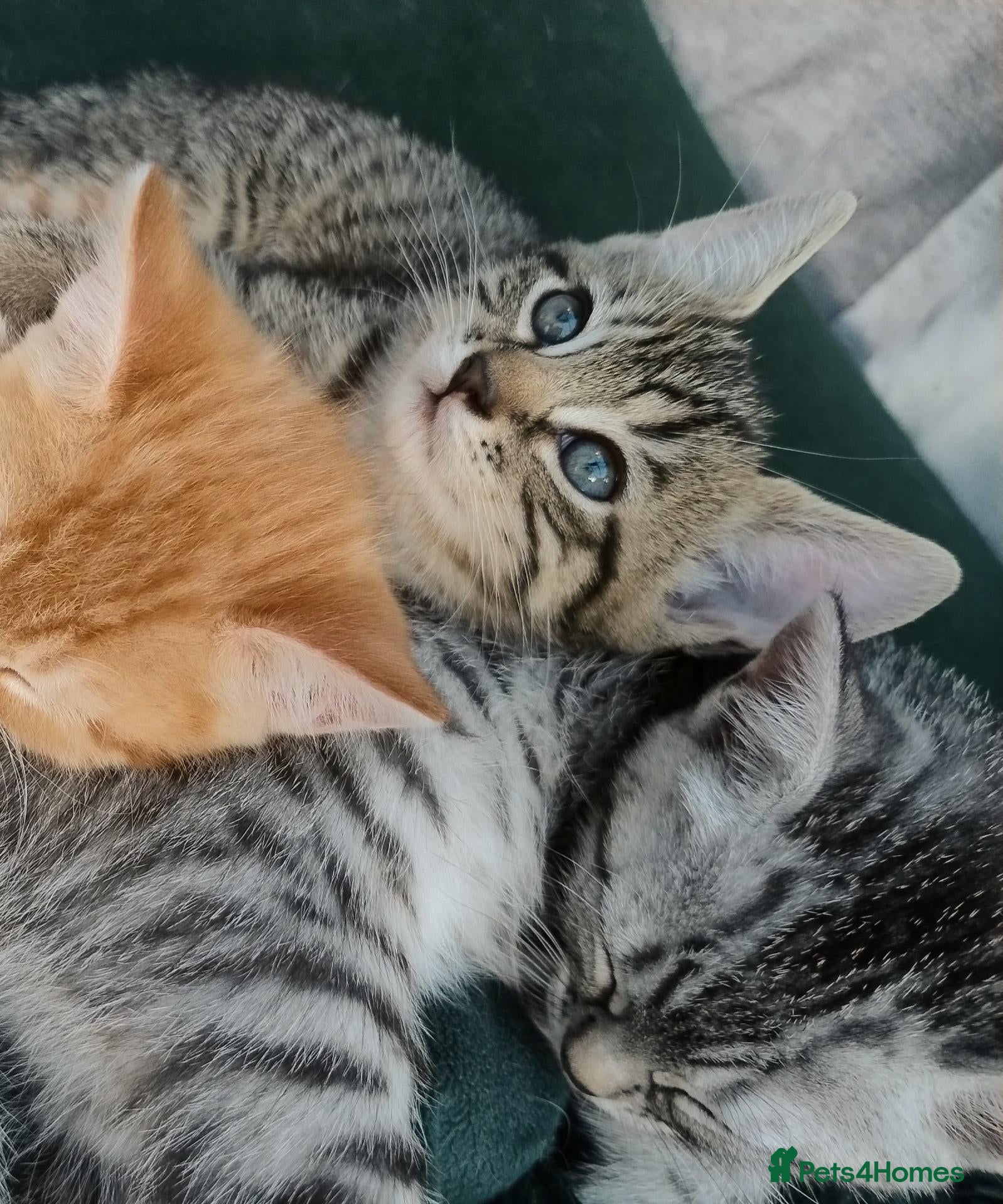 Mixed Breed cats 2 stunning kittens left ready to leave in days.  - Advert 17