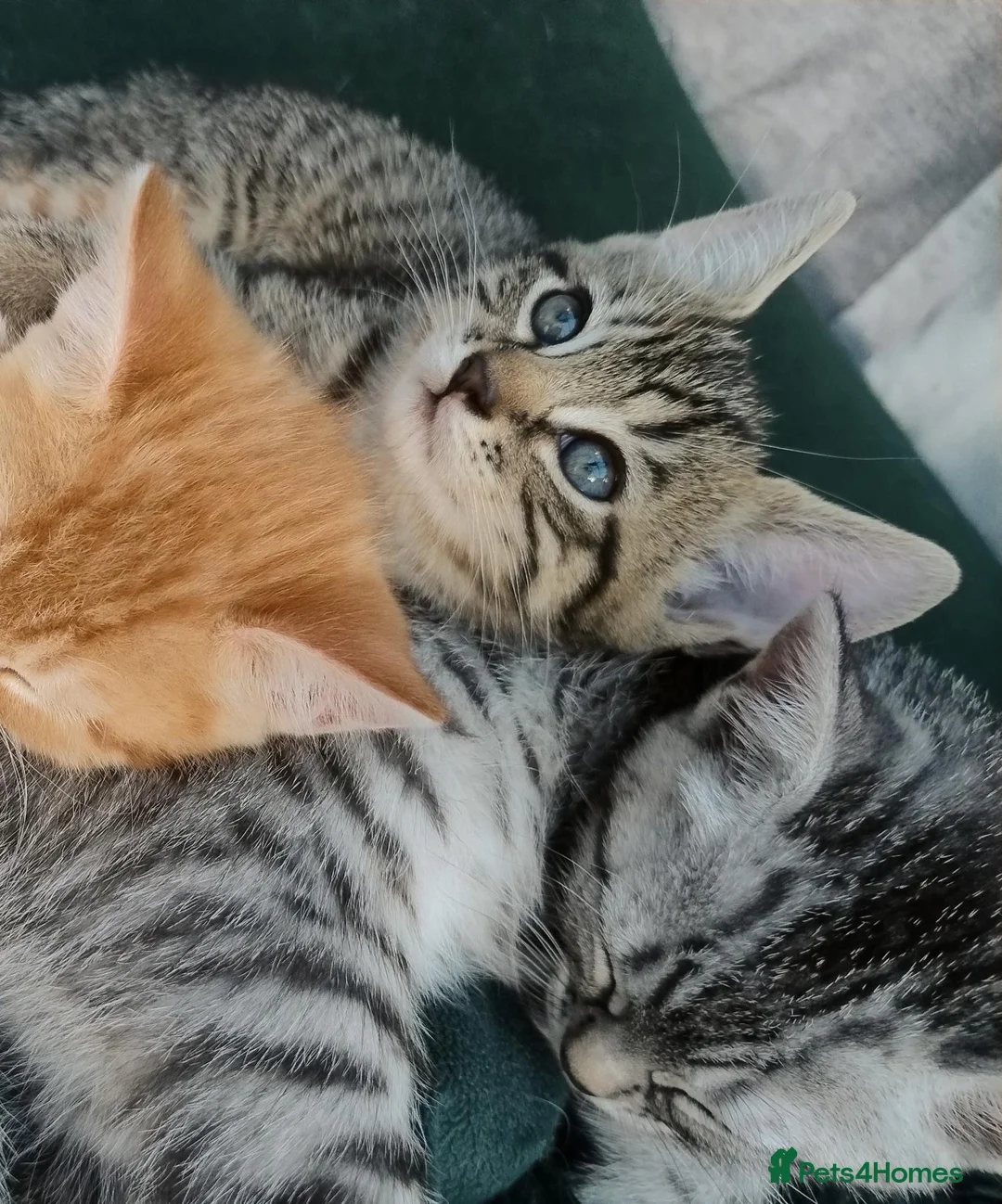 Mixed Breed cats for sale: Stunning Torbie girl ready to leave now  - Advert 2