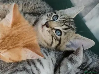 Mixed Breed cats 2 stunning kittens left ready to leave in days. - Advert 17