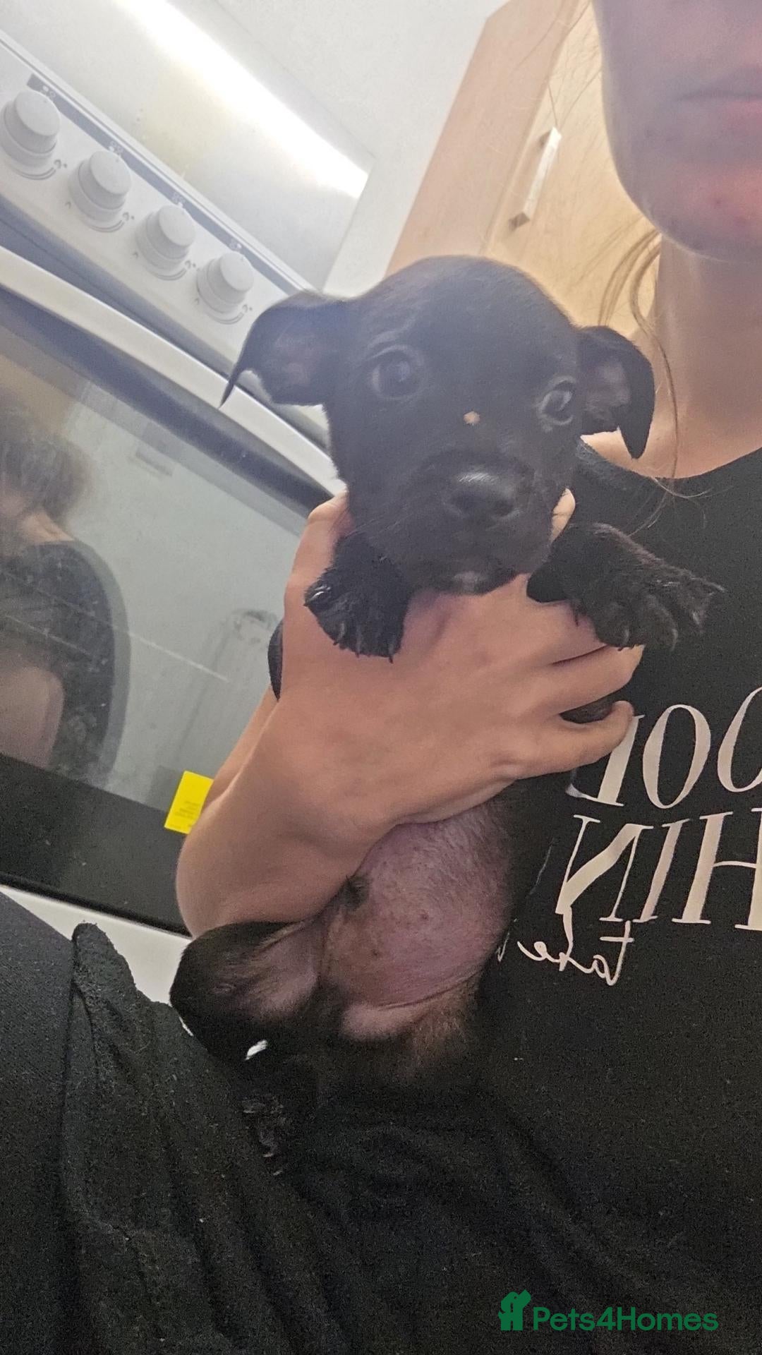 Mixed Breed dogs Staffy Cross puppies for sale (READY NOW) - Advert 11