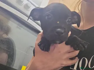 Mixed Breed dogs Staffy Cross puppies for sale (READY NOW) - Advert 1