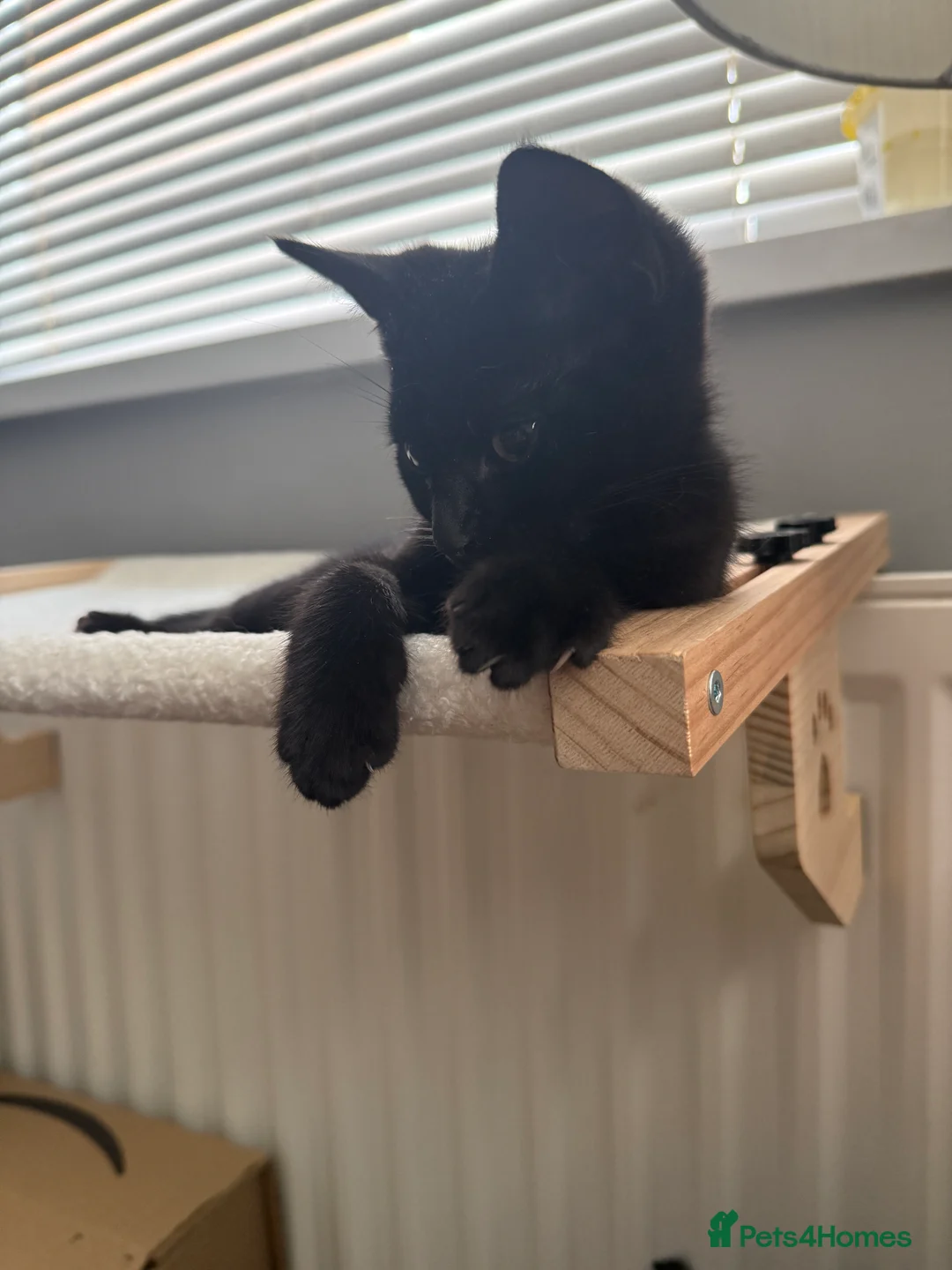 Mixed Breed cats for sale: Domestic short haired kitten  - Advert 1