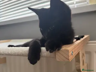 Mixed Breed cats Domestic short haired kitten - Advert 3