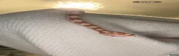 Corn Snake reptiles for sale: Beautiful corn snake  in Holsworthy - Advert 3