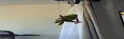 Ringnecks birds for sale: Two Beautiful Indian Ringnecks- READ DESCRIPTION  - Advert 15