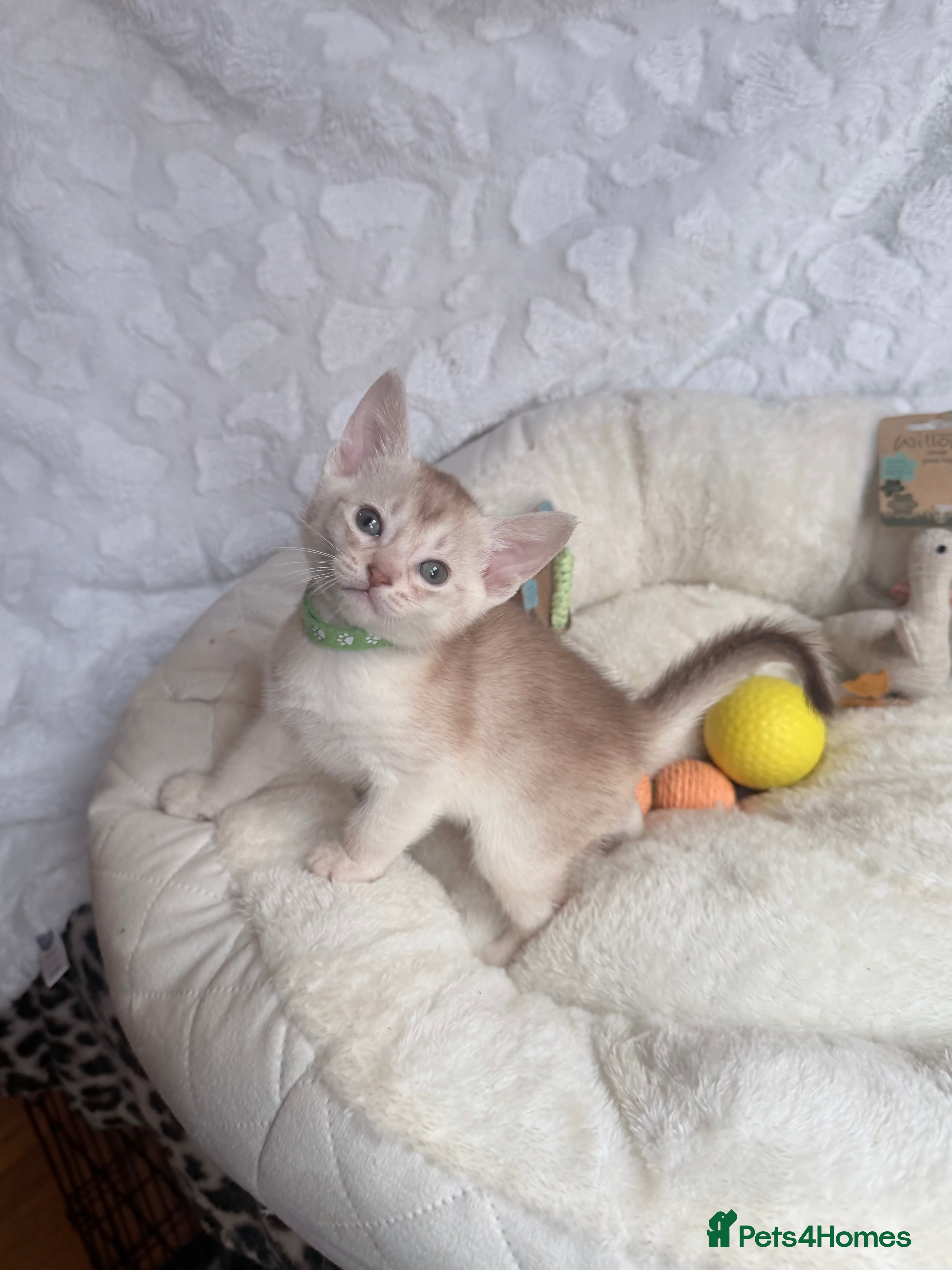 Abyssinian cats for sale: 🏆✨ CHAMPION Silver Cinnamon  Abyssinian  ✨🏆❤️ - Advert 34