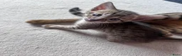 Savannah cats for sale: LAST KITTEN AVAILABLE🏆F4 TICA Registered Savannah - Advert 17