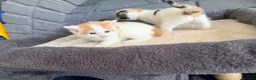 Domestic Shorthair cats for sale: Beautiful kittens looking for forever homes  - Advert 6