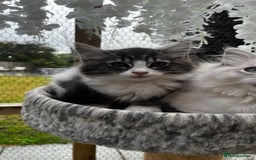 Ragcoon cats for sale: Beautiful ragcoon kittens - Image 22