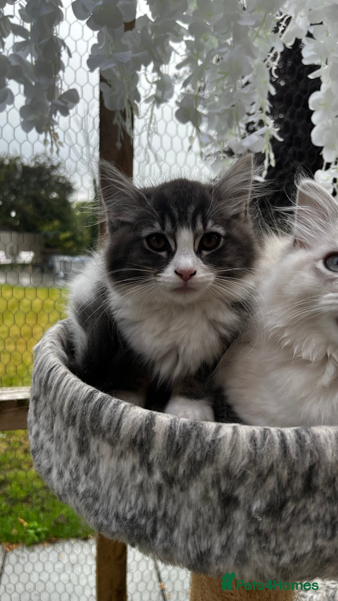 Ragcoon cats for sale: Beautiful ragcoon kittens - Image 22