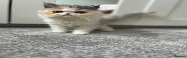 Persian Kitten 2