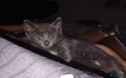 Bombay cats for sale: BombayxRagdoll kitties  - Image 6