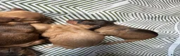 Cockapoo dogs for sale: DNA Tested F1 Miniature Cockapoo Puppies  - Advert 8