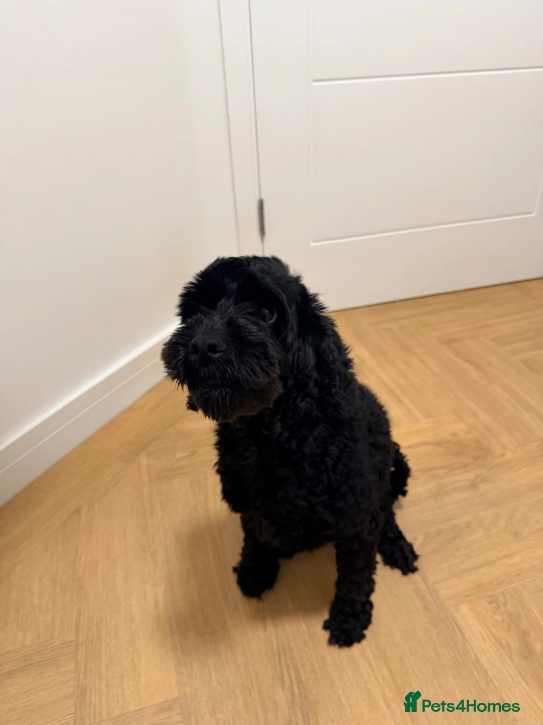 Cockapoo dogs for sale: 🐾 Beautiful 4-Year-Old Toy Cockapoo 🐾 in Chatteris - Advert 2