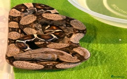 Boa Snake reptiles for sale: 2025 Boa Constrictor Babies in Letchworth Garden City - Image 15