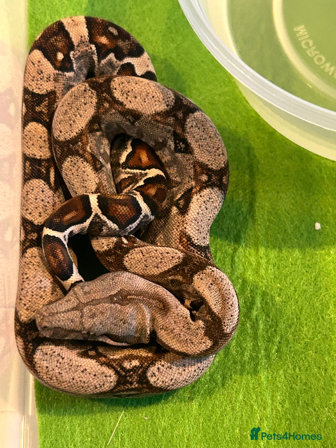 Boa Snake reptiles for sale: 2025 Boa Constrictor Babies in Letchworth Garden City - Image 15