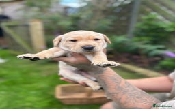 Labrador Retriever dogs for sale: Labrador puppies  - Image 1