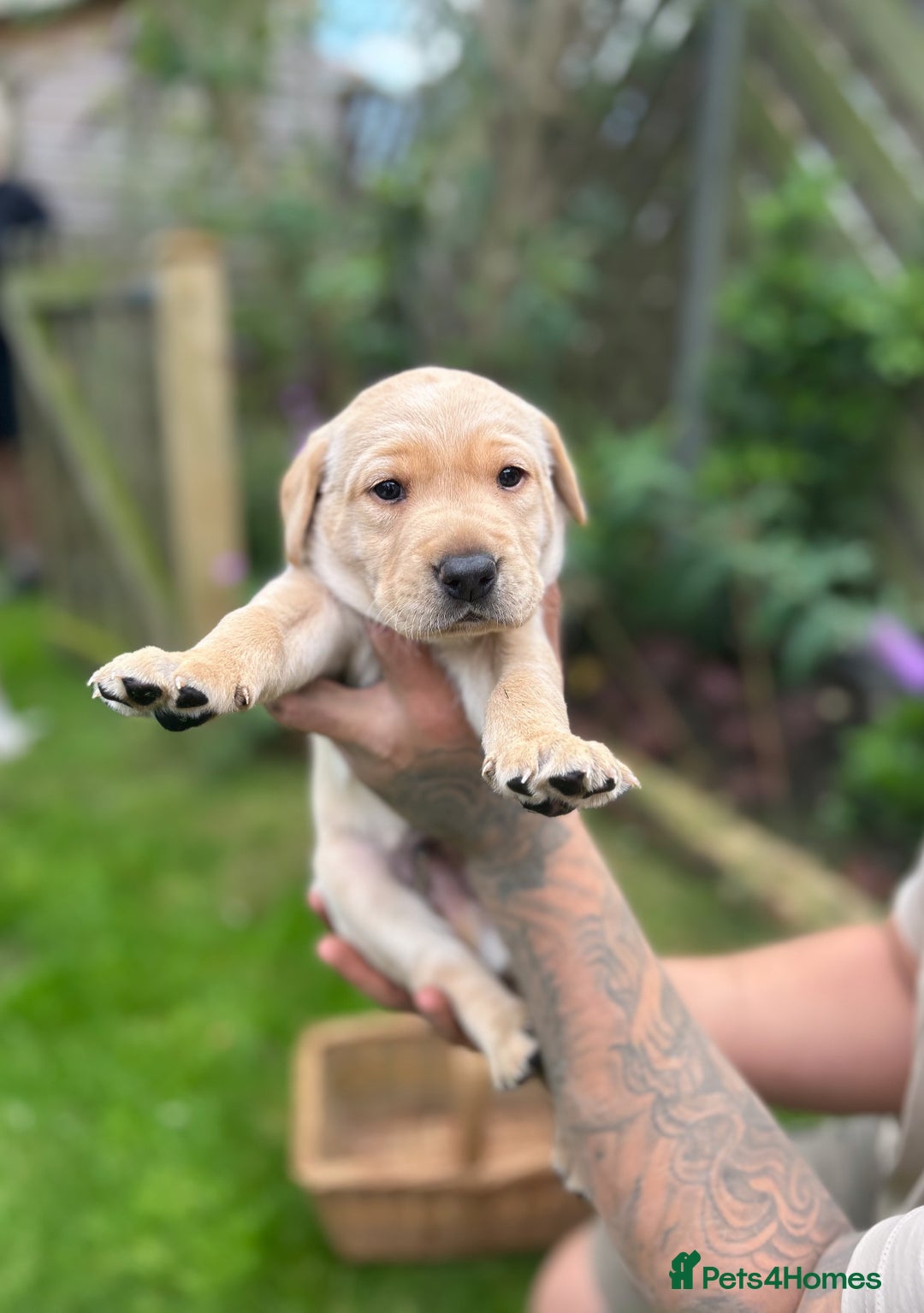Labrador Retriever dogs for sale: Labrador puppies  - Image 1