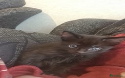 Mixed Breed cats for sale: Kittens for sale  - Advert 14