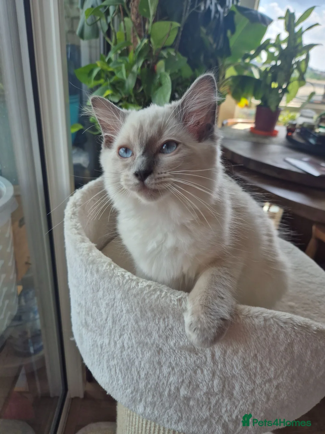 Ragdoll cats for sale: 2 Beautiful GCCF & TICA Ragdoll Kittens Left 💕  - Advert 1