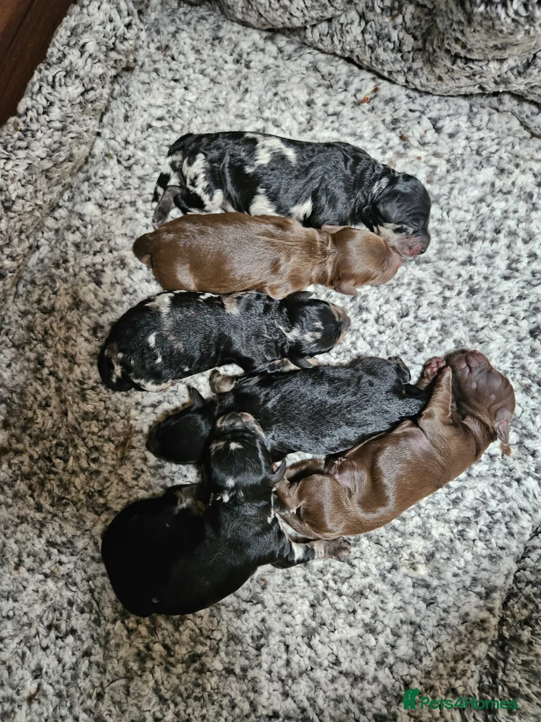 Miniature Poodle dogs for stud: Miniature poodle blue merle for stud in Bradford - Advert 33