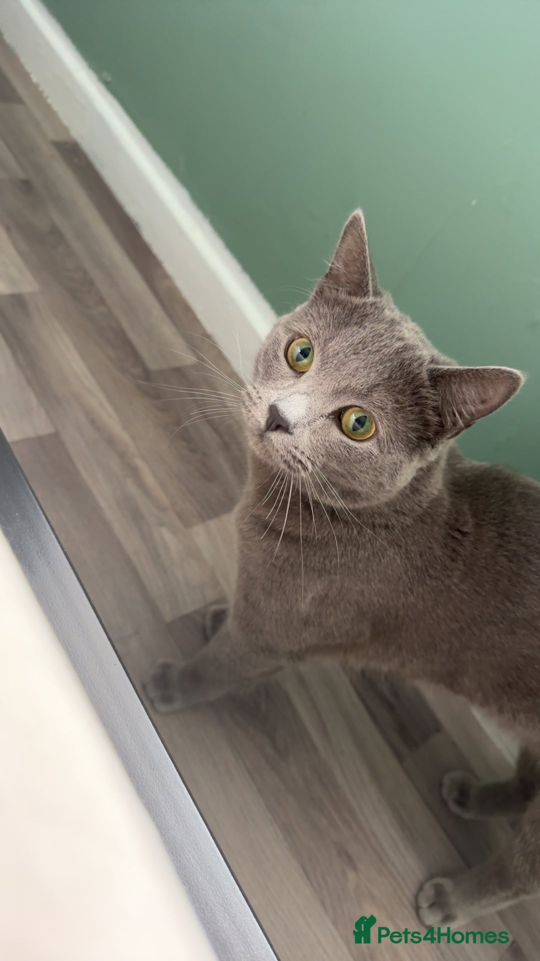 Scottish Fold cats for sale: his name, Leo very cuddly cat  - Image 2