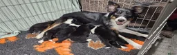 Border Collie dogs for sale: Border collie puppies  - Advert 5